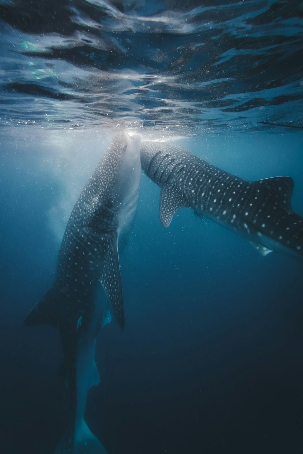una balena grande e una balena più piccola che nuotano nell'oceano
