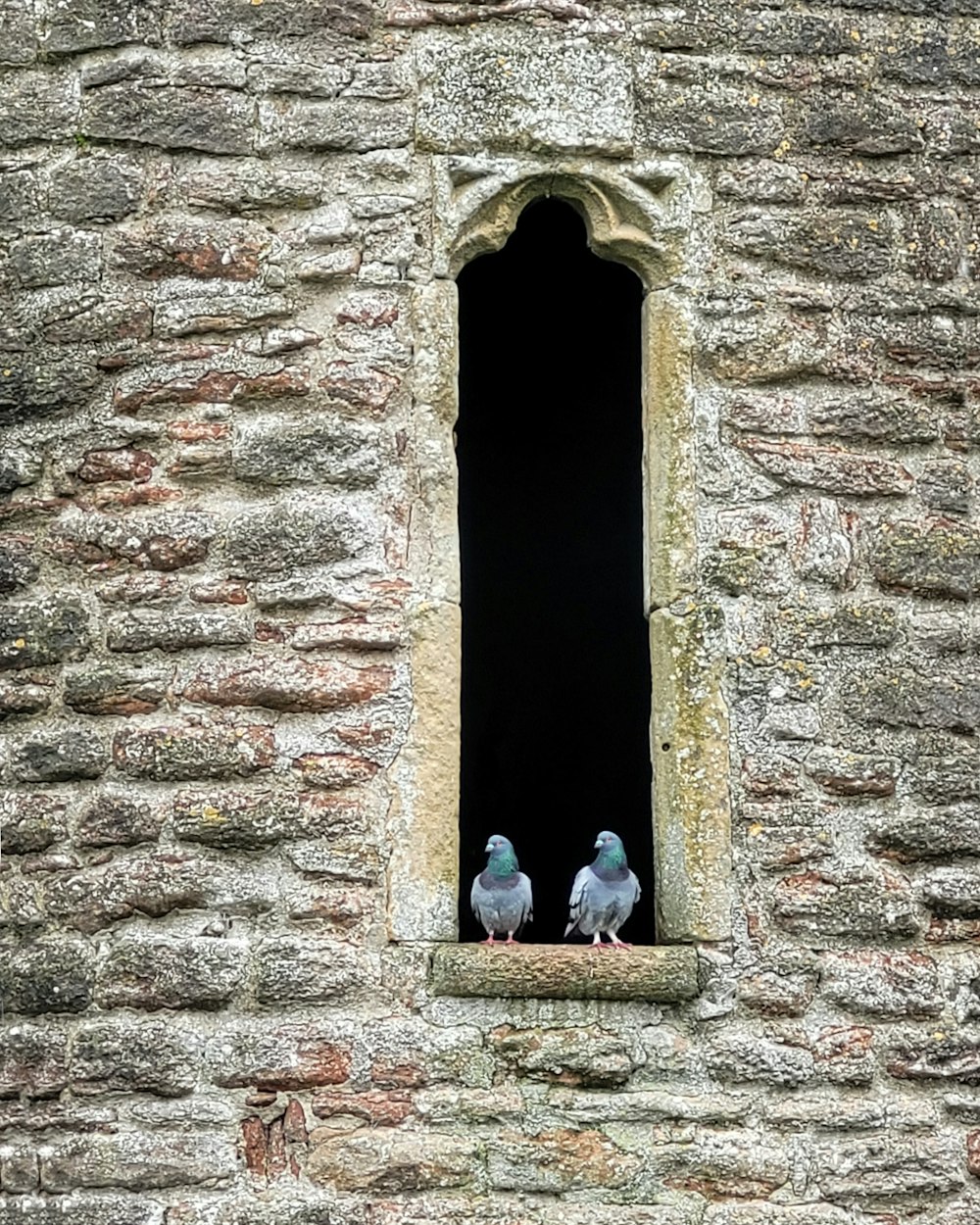 a couple of birds that are standing in a window