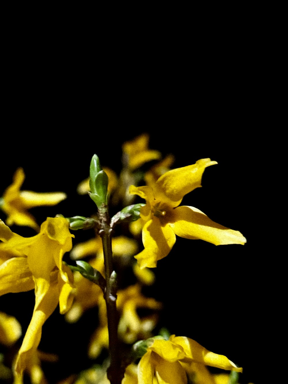 a close up of a yellow flower on a black background