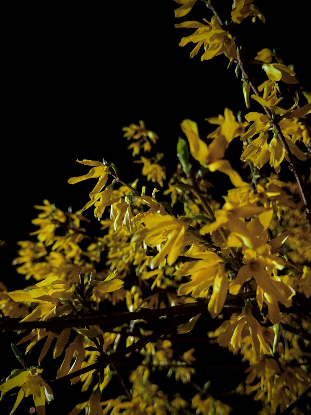 a tree with yellow flowers in the dark
