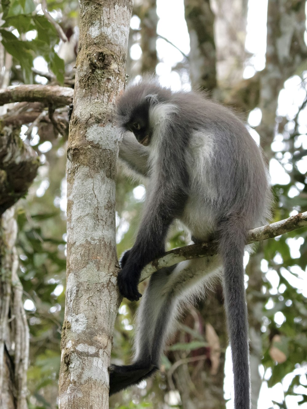 a monkey climbing up a tree in a forest