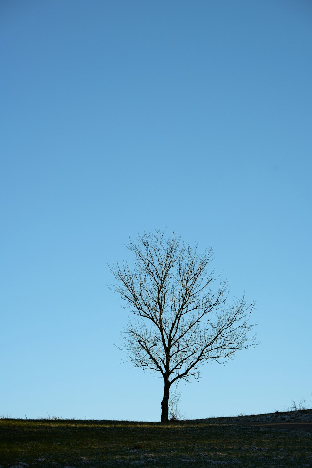 a lone tree on a hill with a blue sky in the background