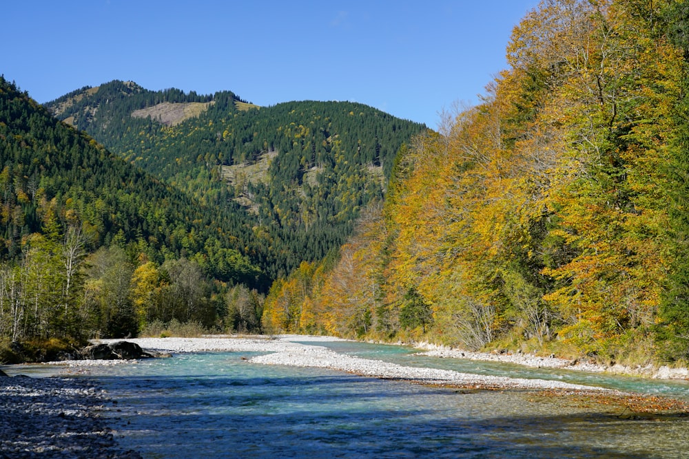 a river running through a lush green forest