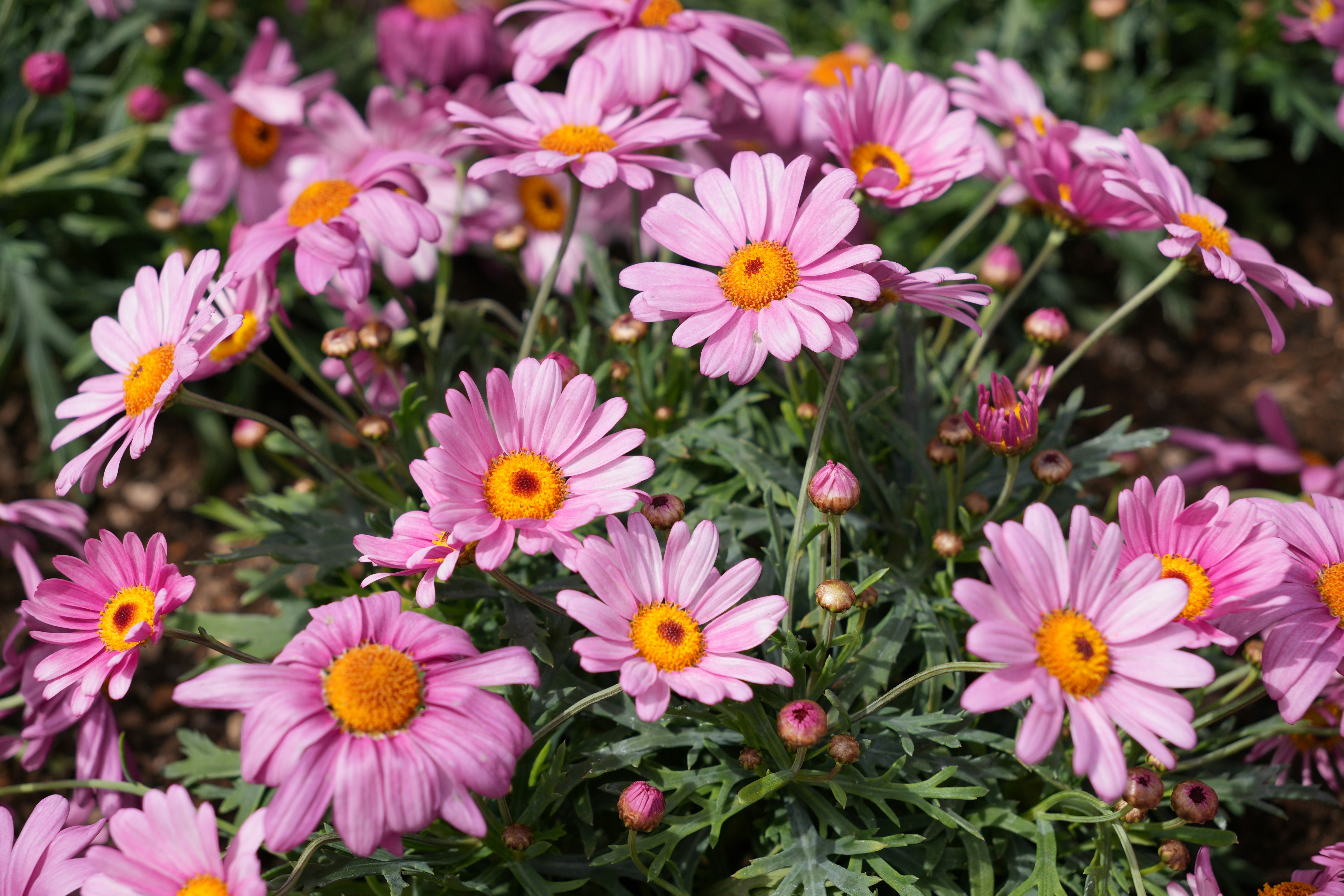 Photo by dm8ryphotos