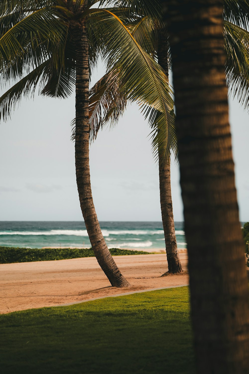 a couple of palm trees sitting on top of a beach