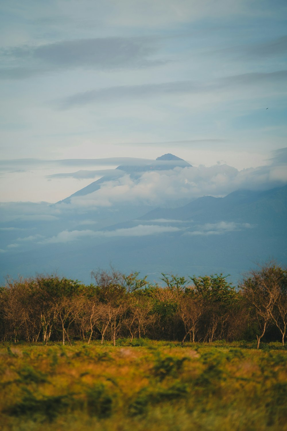 a mountain in the distance with trees in the foreground