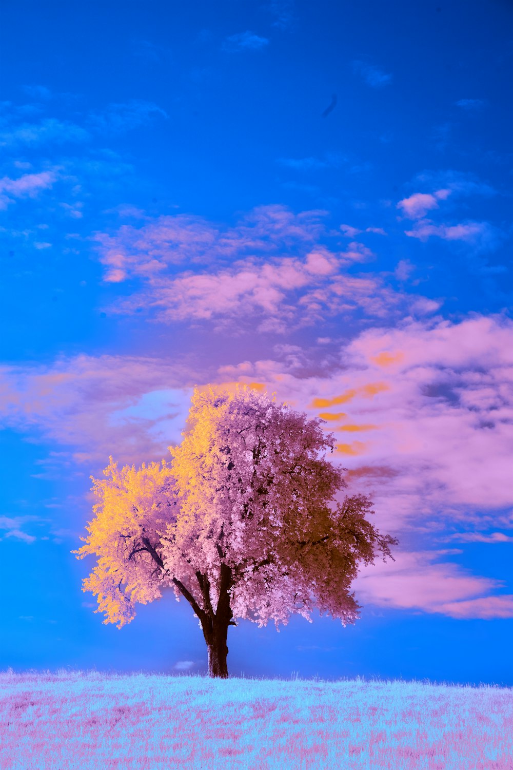 a tree in a field with a blue sky in the background