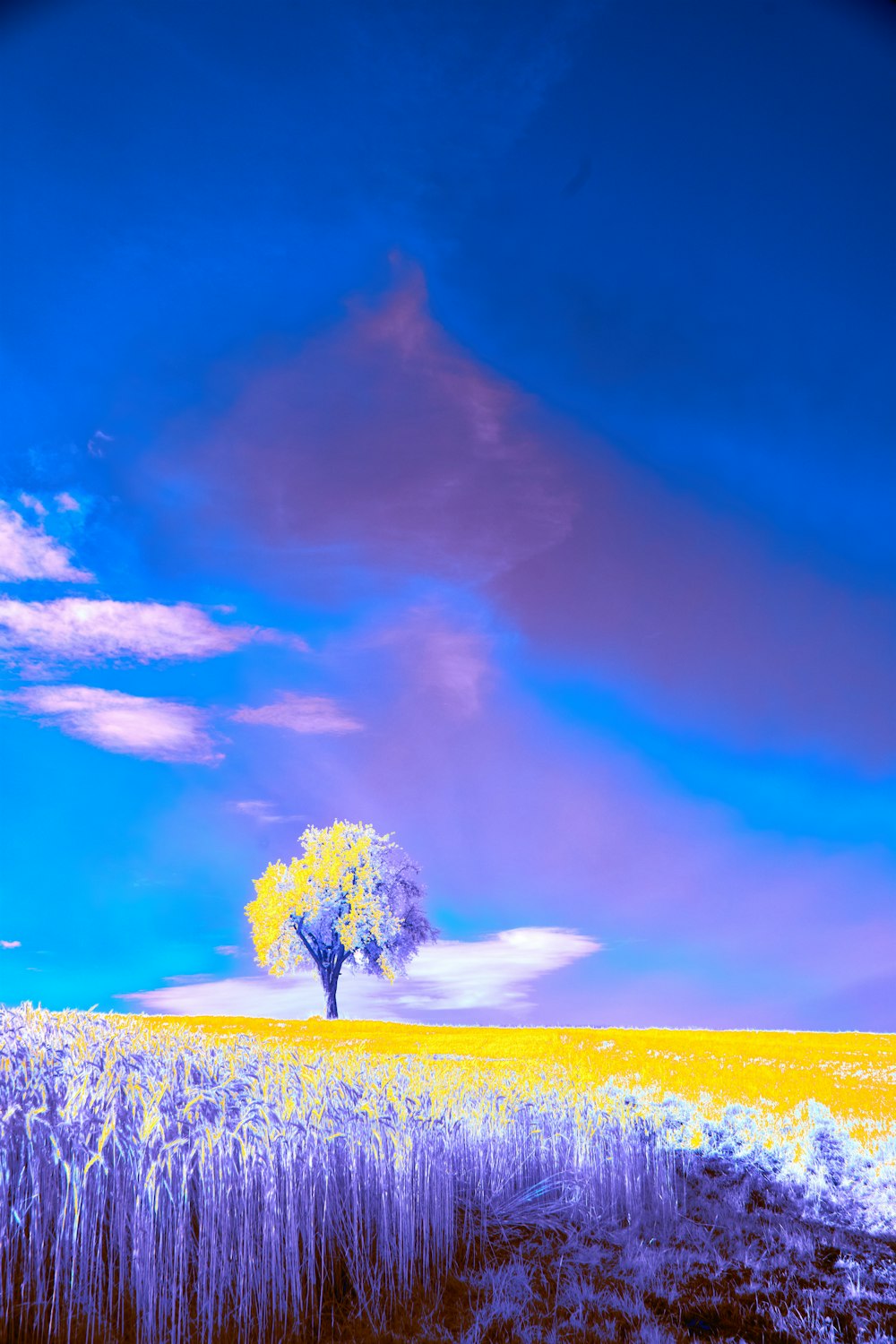 a lone tree in a field of wheat under a blue sky