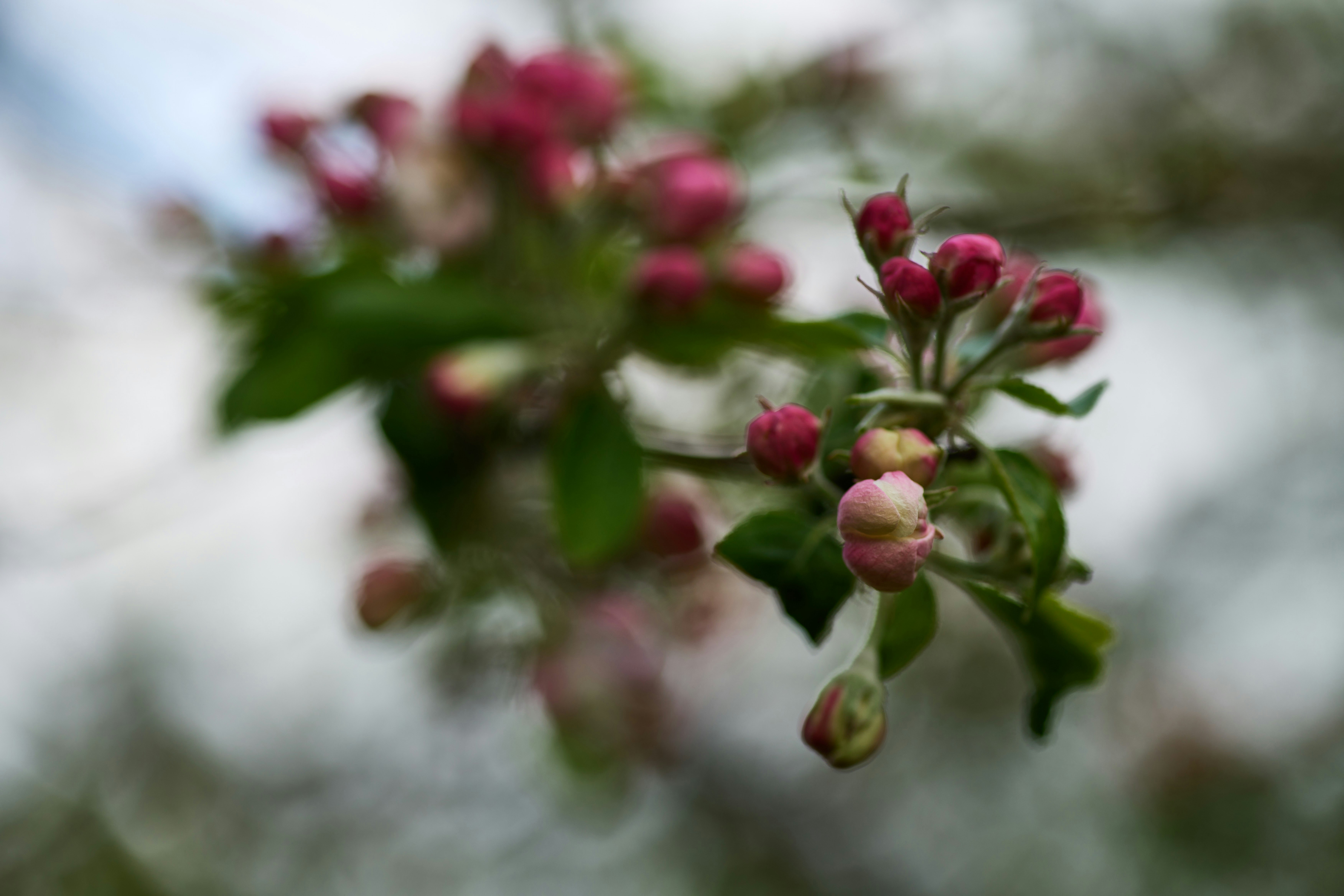 Photo by wolfgang_hasselmann