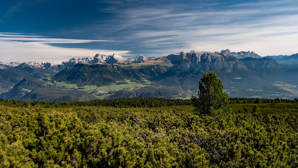 a view of a mountain range with a tree in the foreground