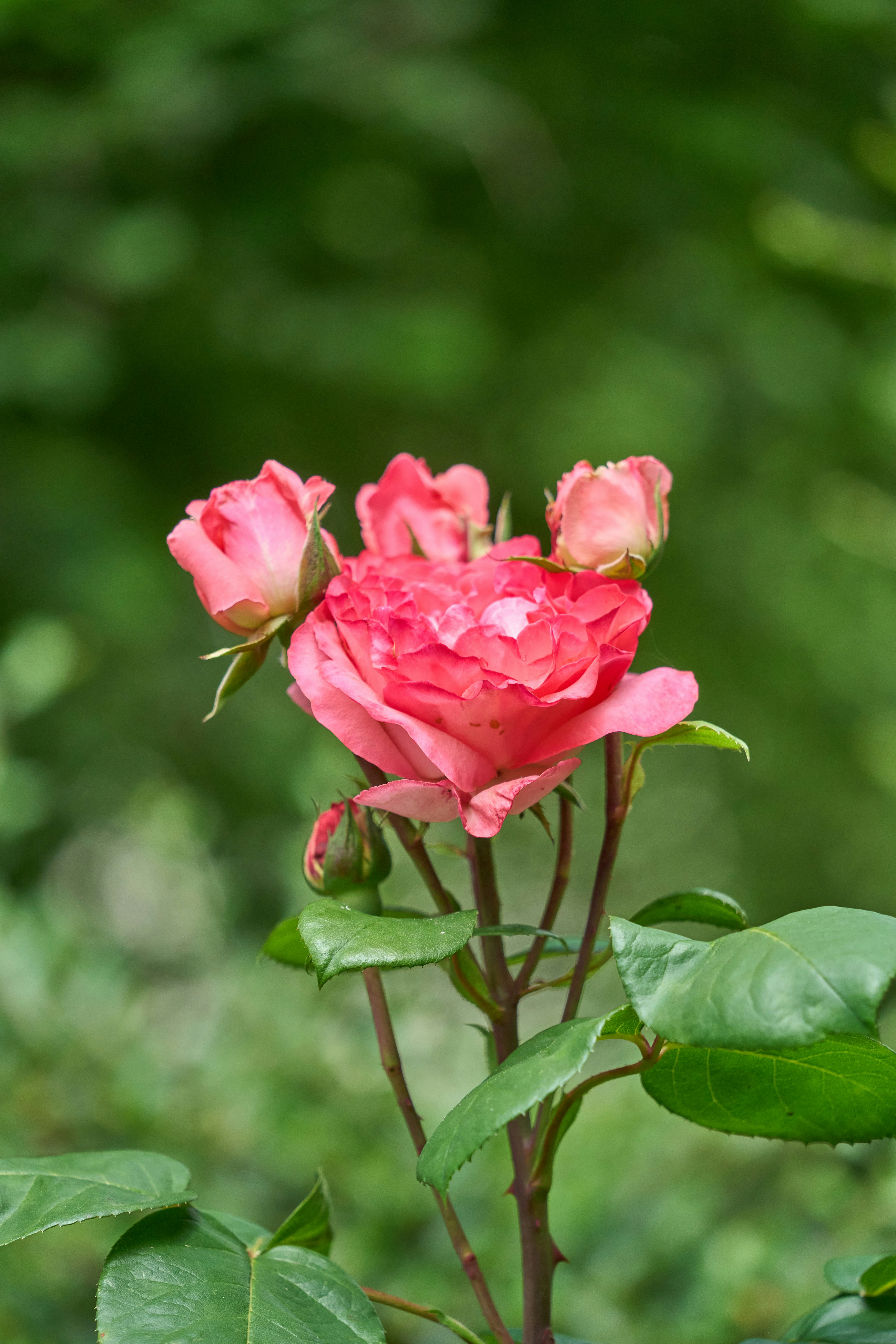 Photo by wolfgang_hasselmann