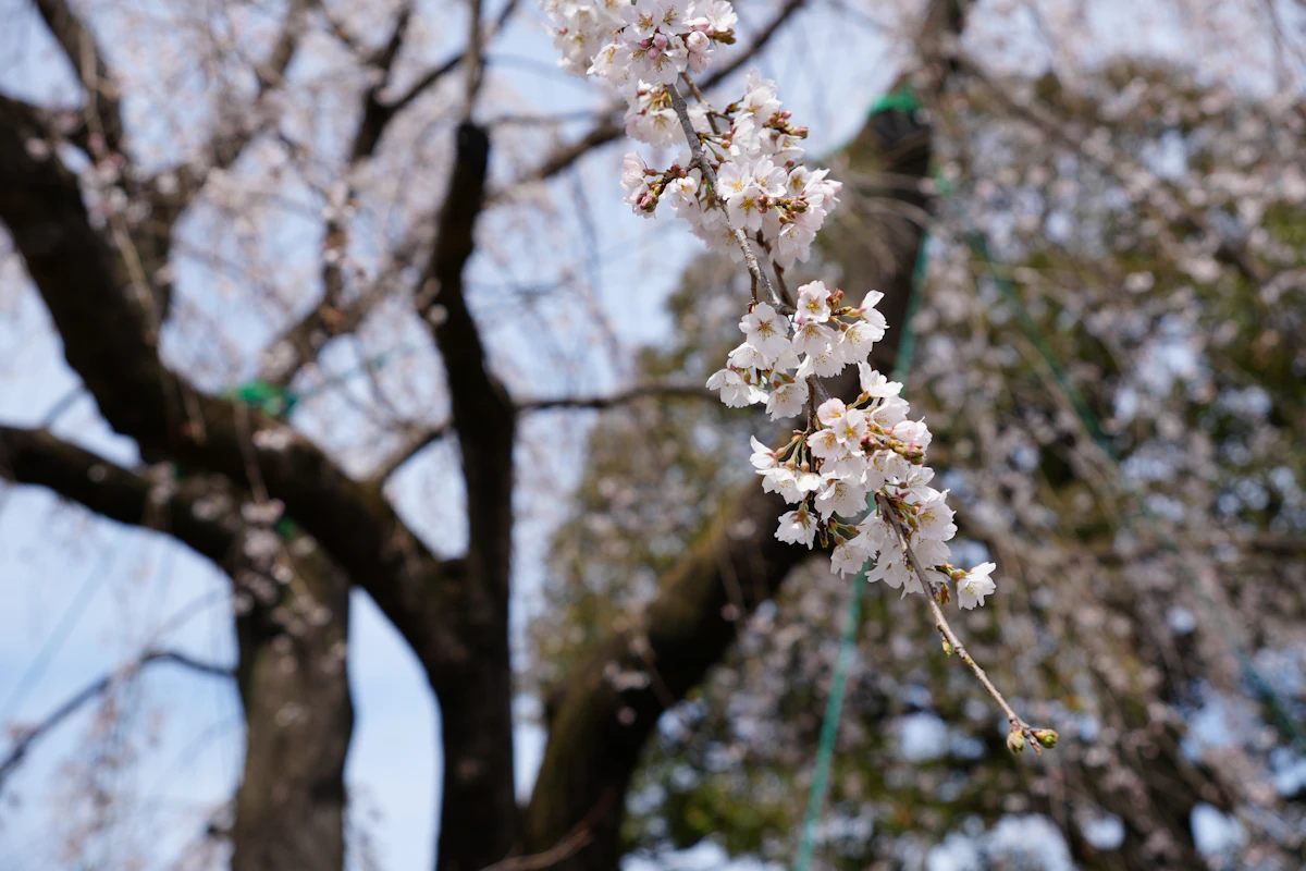 Cherry blossoms in a Tokyo park