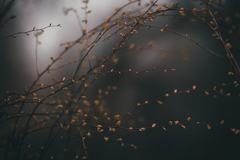 a close up of a branch with small leaves