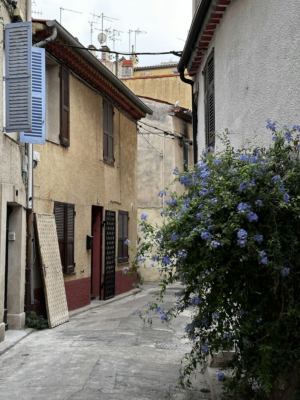 a narrow alleyway with blue flowers in the foreground