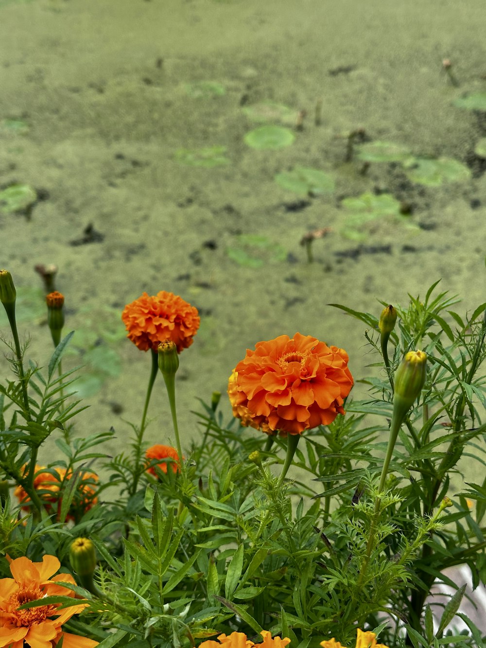 a group of flowers that are in the grass