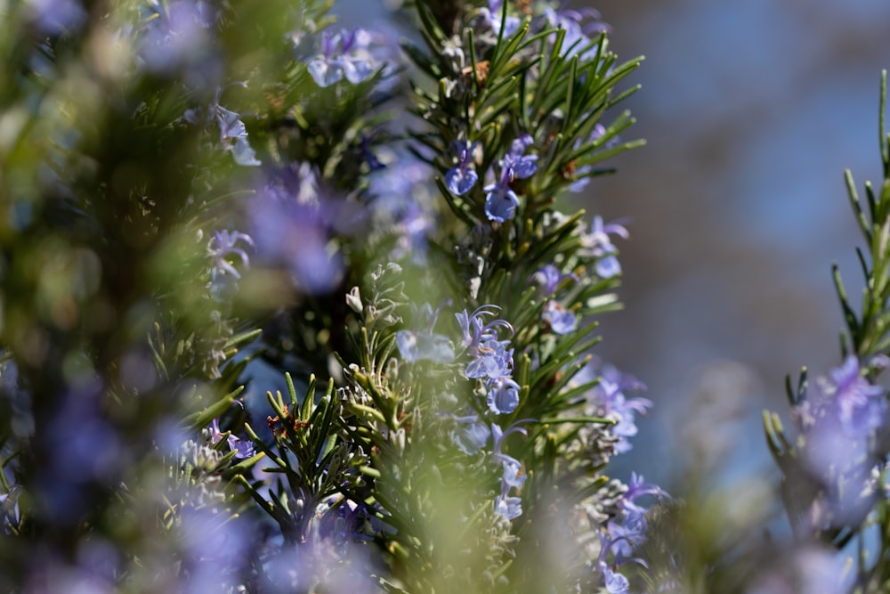 a close up of a tree with purple flowers