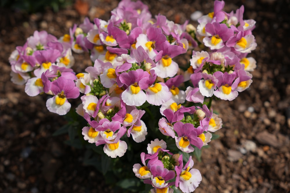 a bunch of purple and yellow flowers in a garden