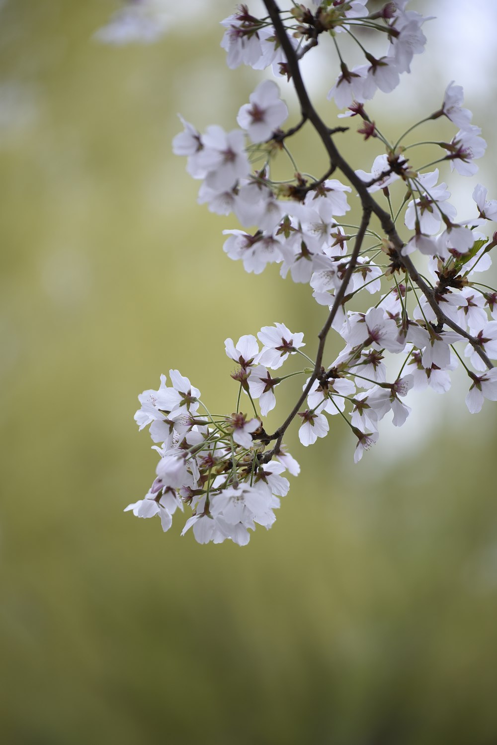 a branch of a tree with white flowers