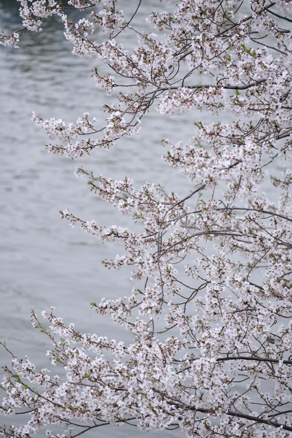 a tree with white flowers next to a body of water