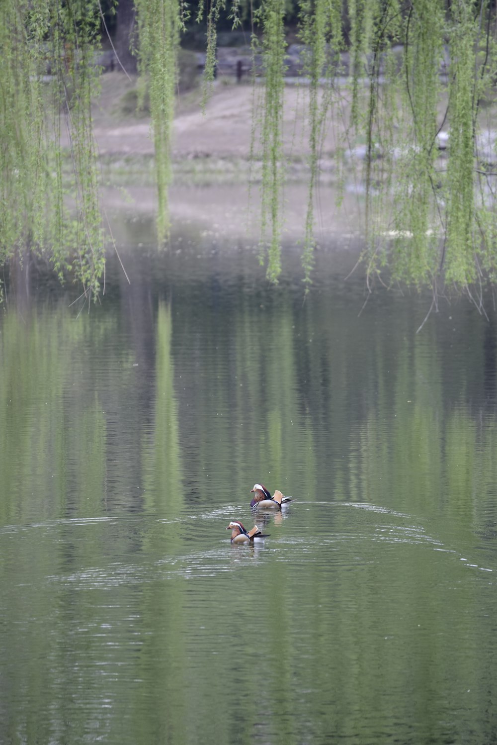 a couple of ducks swimming on top of a lake