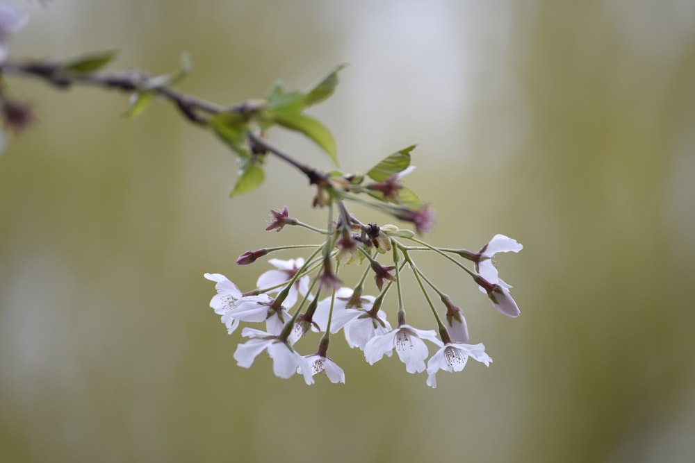 a branch with white flowers and green leaves