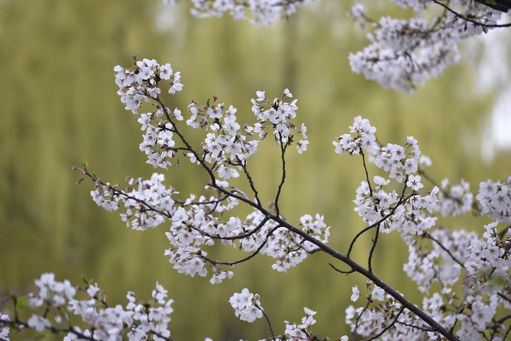 a branch with white flowers in front of a green background