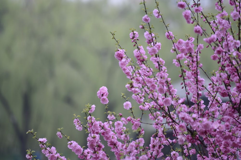 a bunch of pink flowers that are on a tree