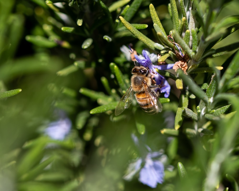 a bee sitting on top of a blue flower