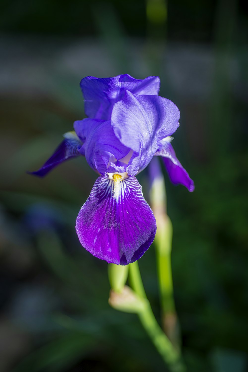 a purple flower is blooming in a garden