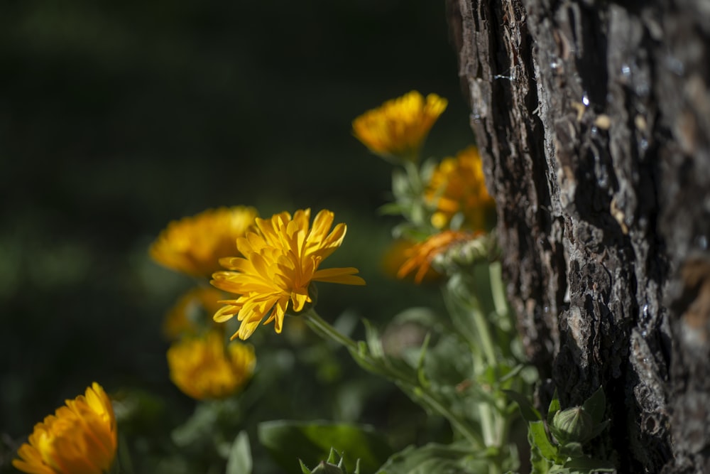 a bunch of yellow flowers growing out of the bark of a tree