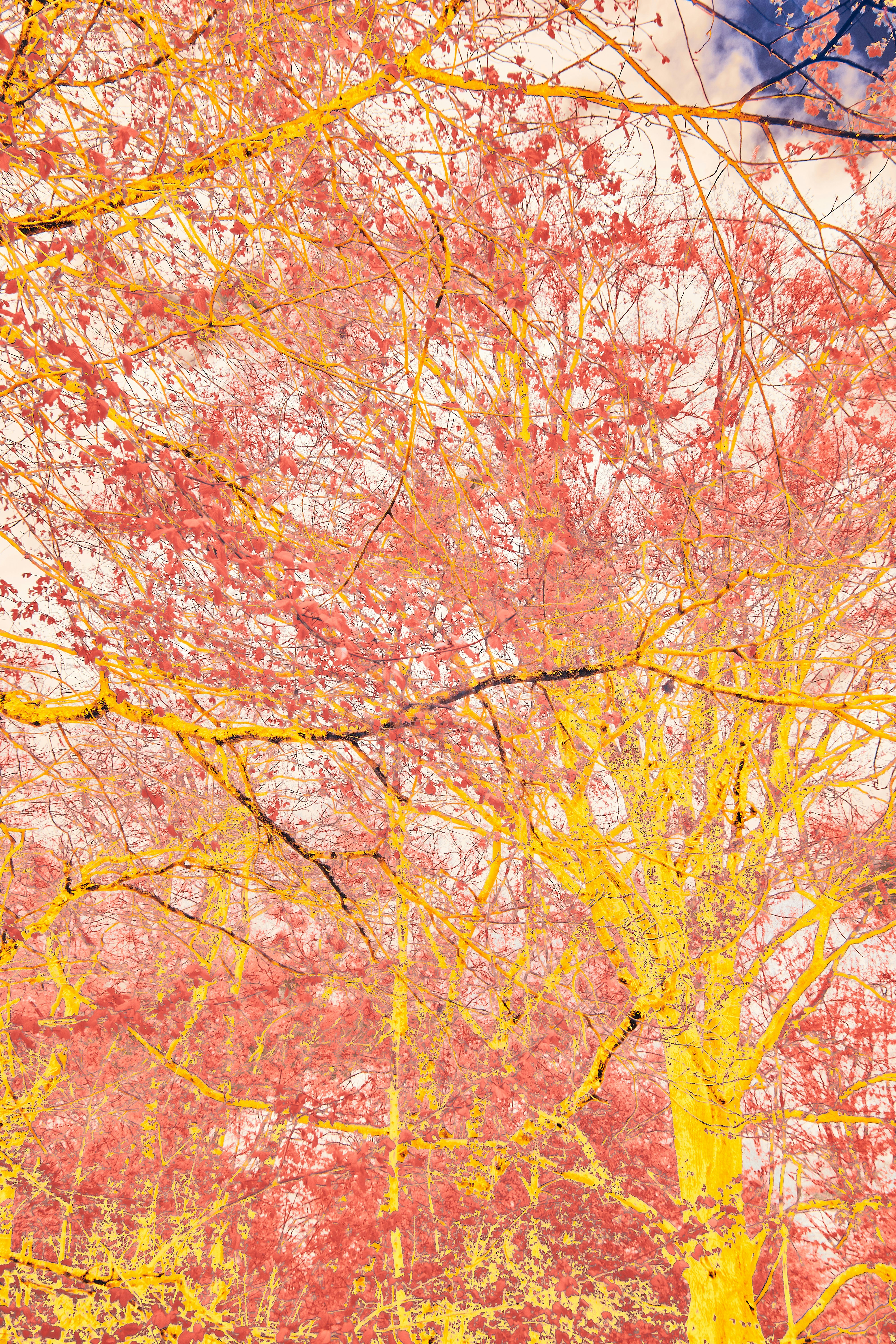 Photo by wolfgang_hasselmann