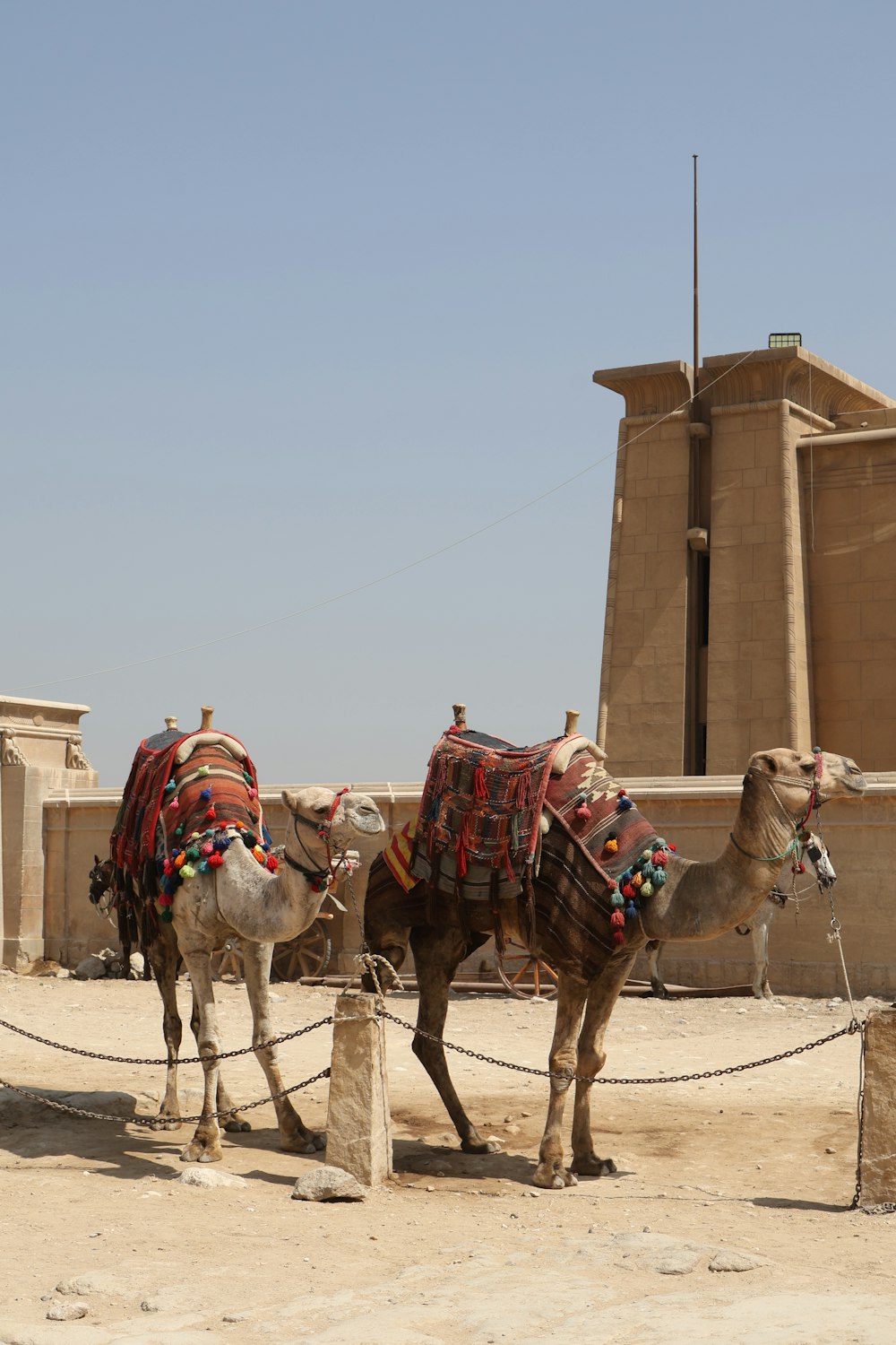 um par de camelos que estão de pé na sujeira
