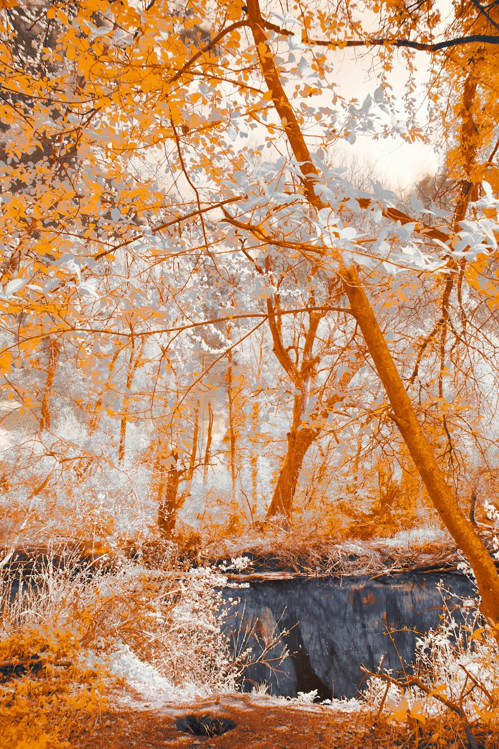 a picture of a tree with yellow leaves