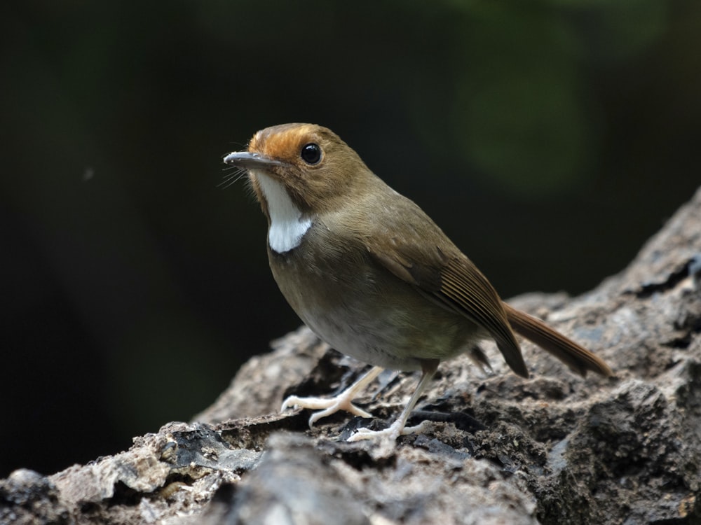a small brown and white bird sitting on a rock