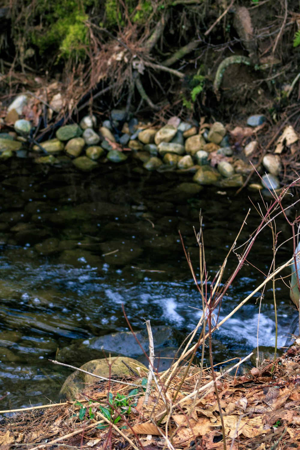 a bird is standing on the bank of a river