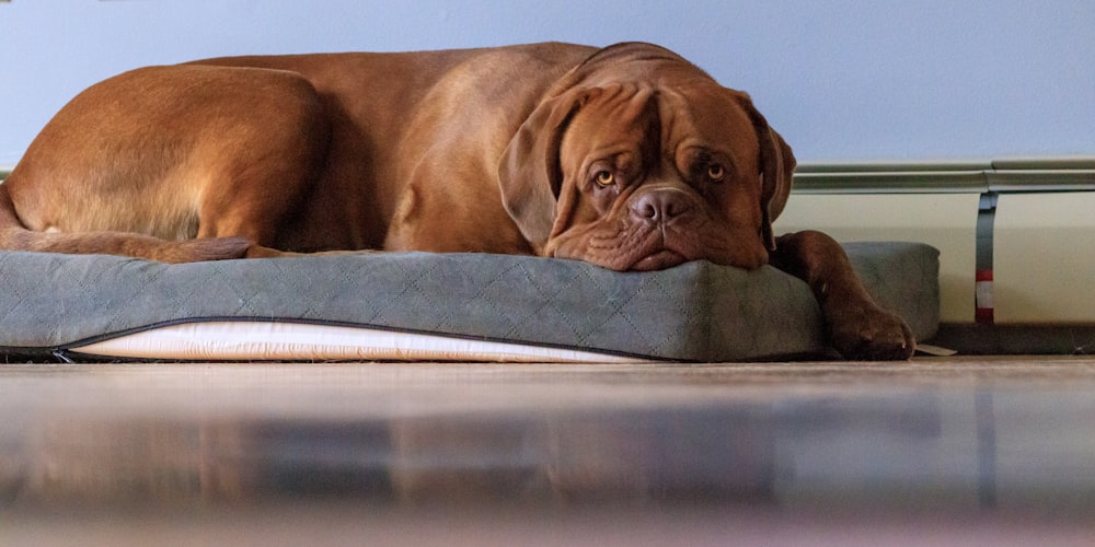 a large brown dog laying on top of a dog bed