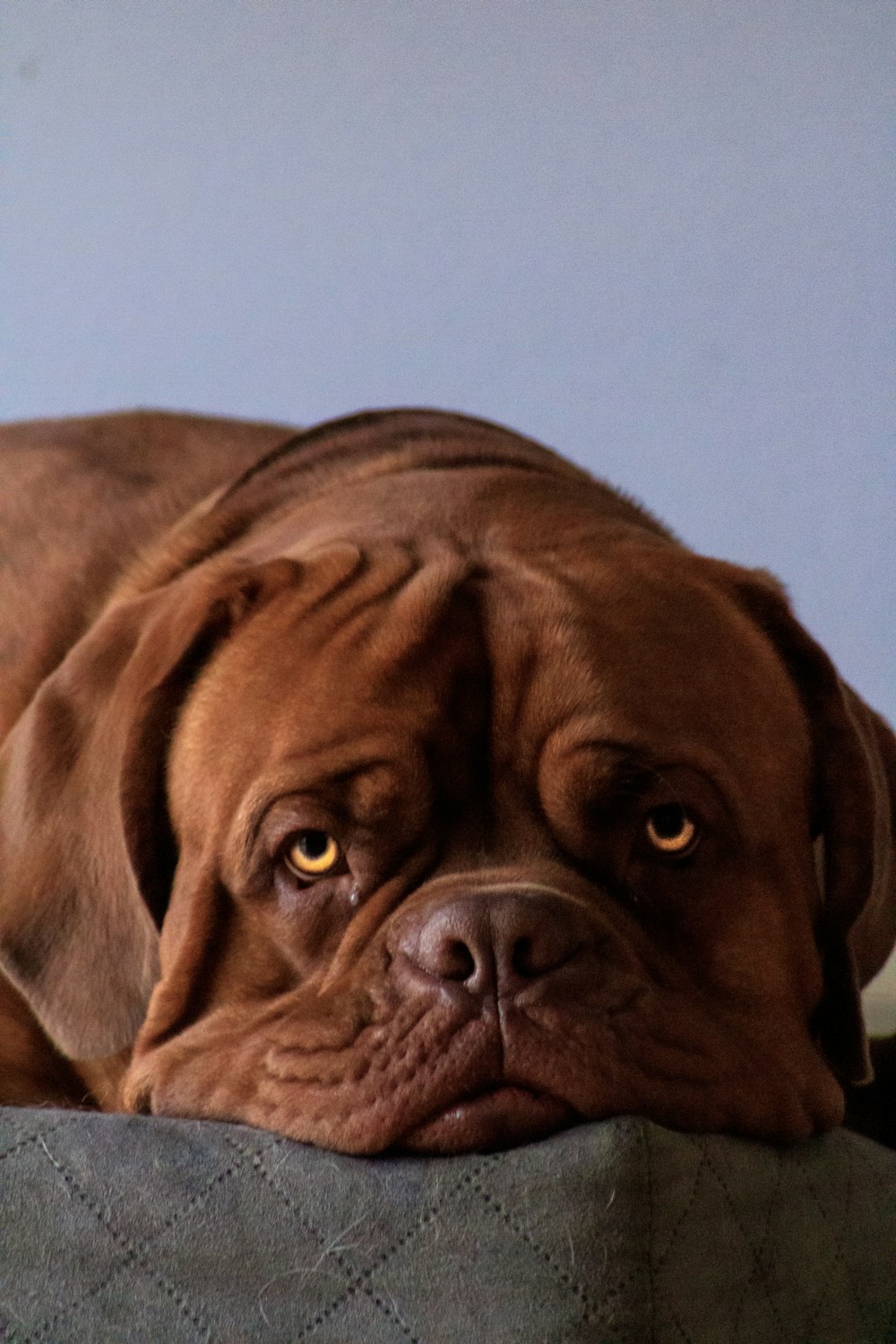 a large brown dog laying on top of a bed