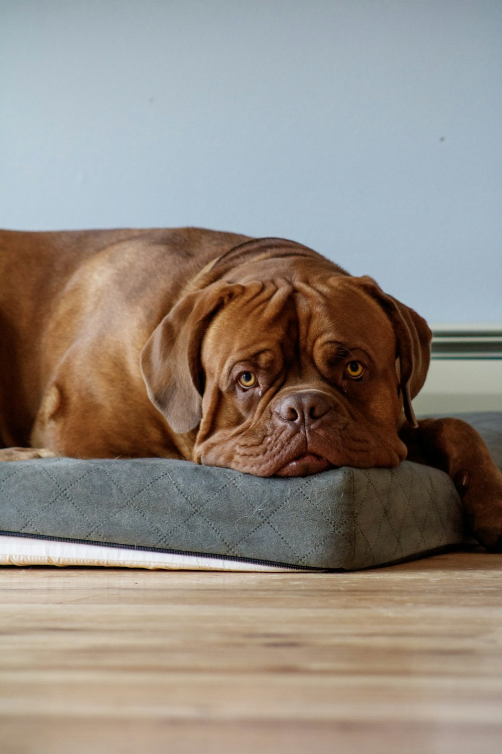 a large brown dog laying on top of a dog bed