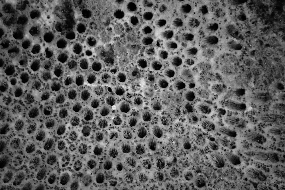 a black and white photo of water bubbles