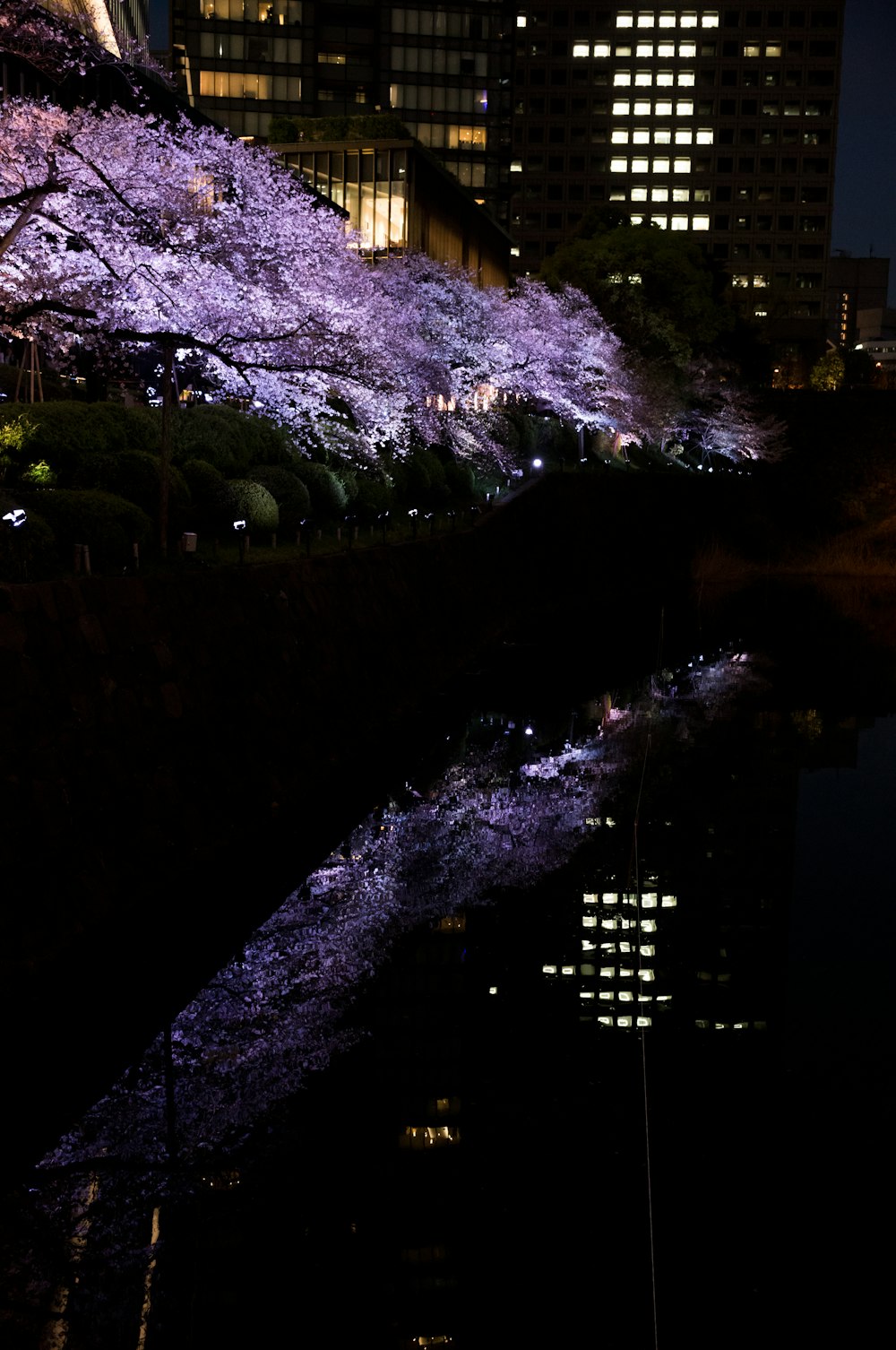 a night scene of a cherry blossom tree in bloom