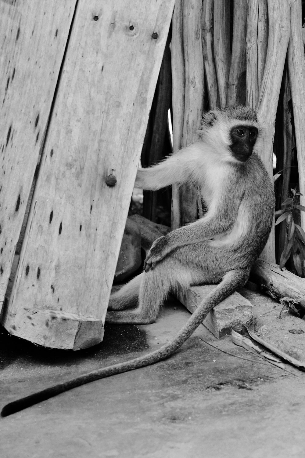 a monkey sitting on the ground next to a wooden structure
