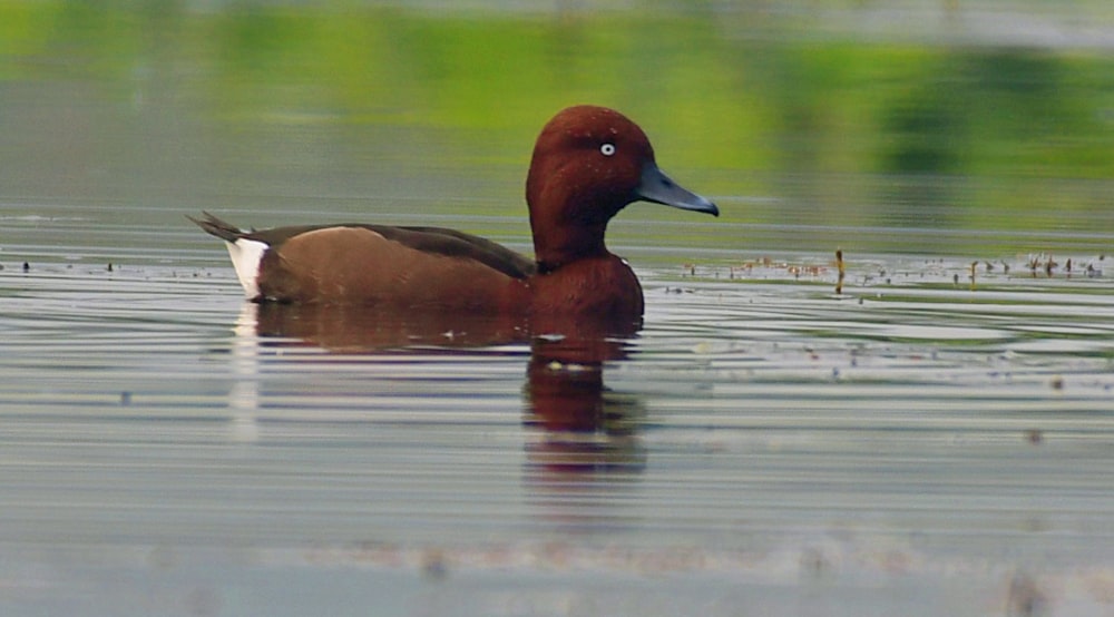 a brown and white duck floating on top of a lake