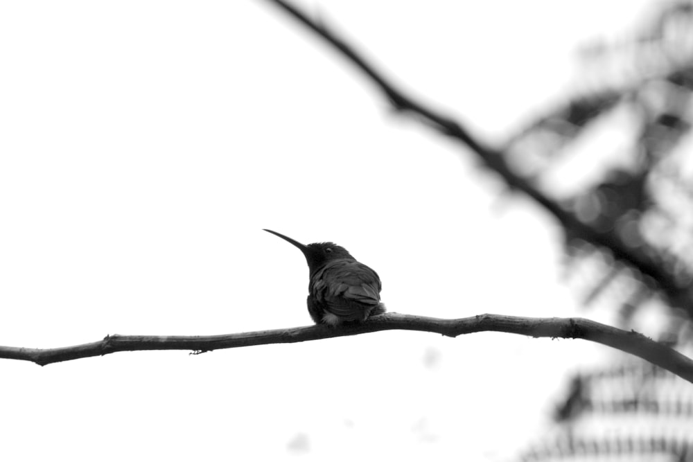 a black and white photo of a bird sitting on a branch