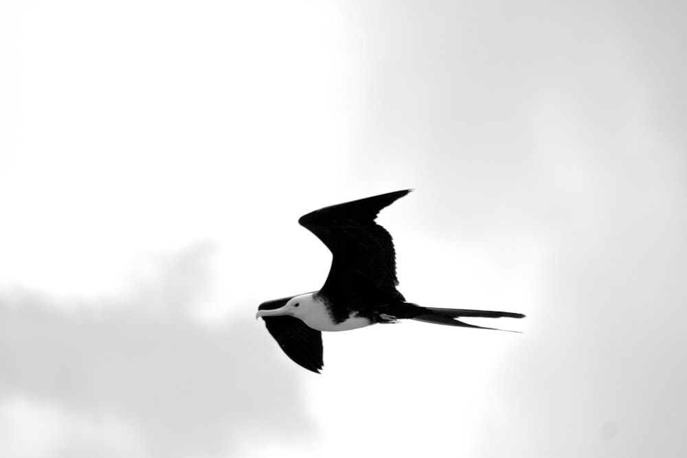 ein schwarz-weißer Vogel, der am Himmel fliegt