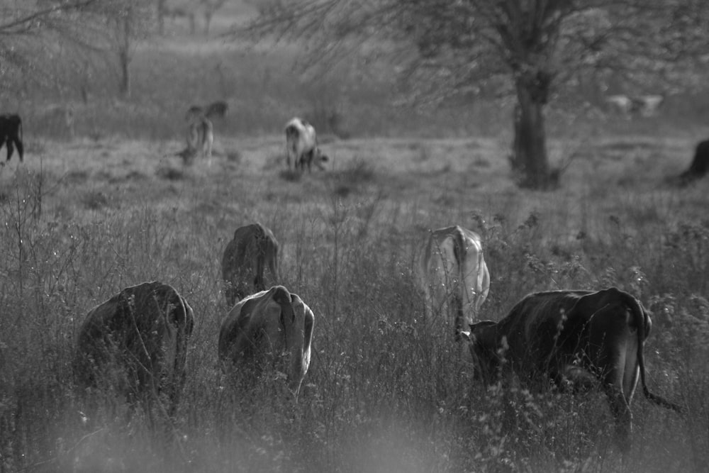 um rebanho de gado pastando em um campo verde exuberante