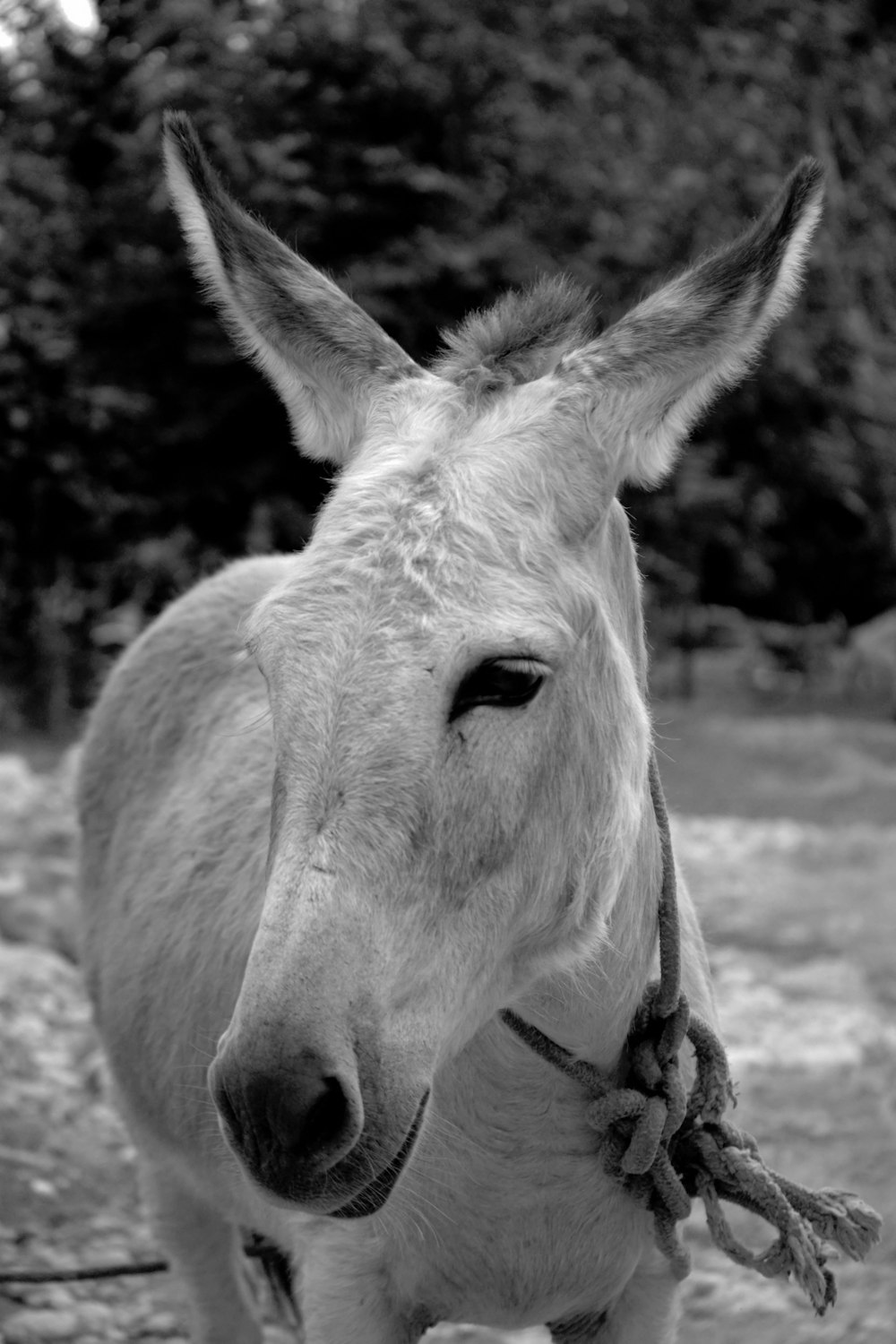 a close up of a donkey with a rope around its neck