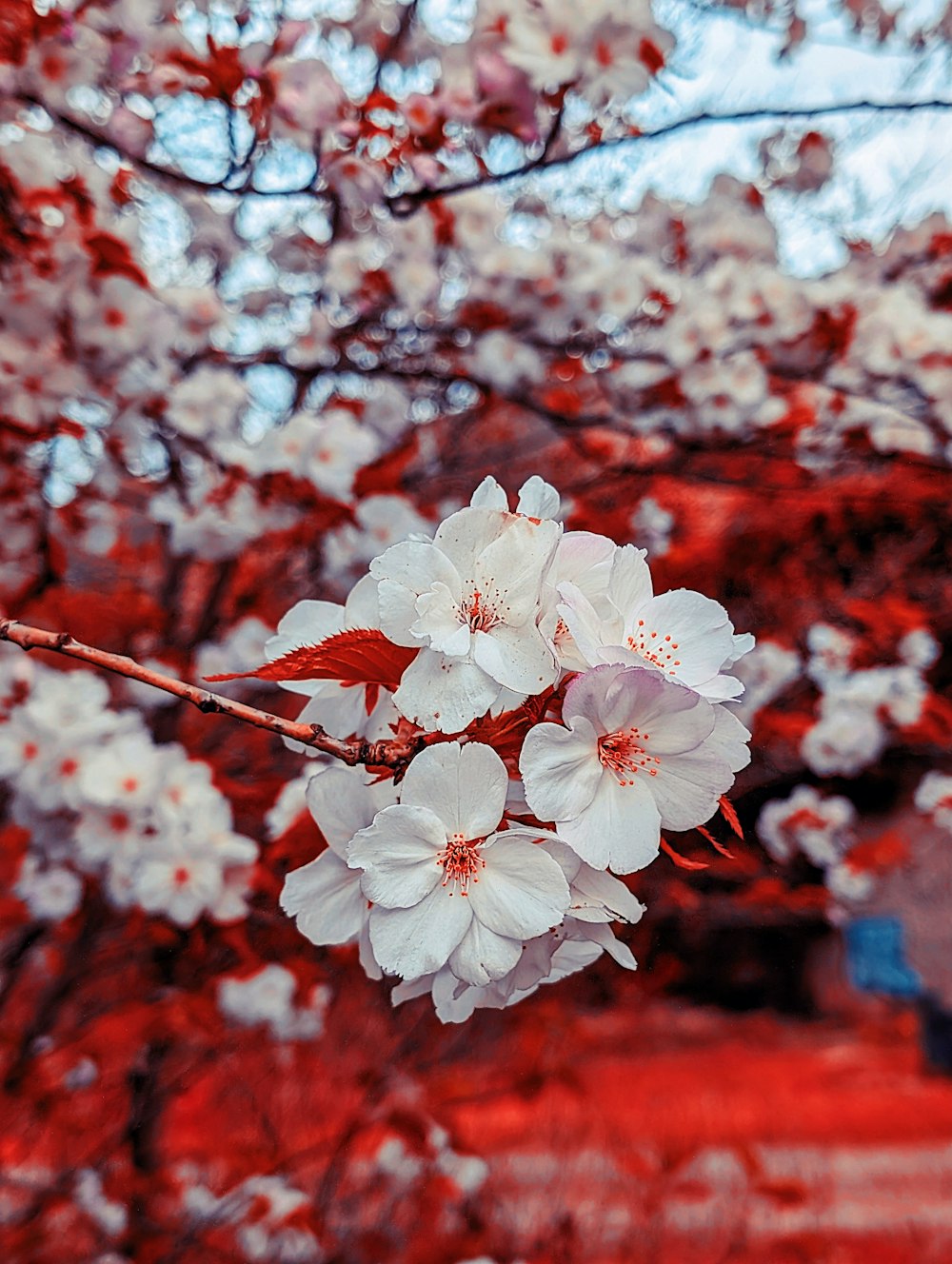 a branch with white flowers and red leaves