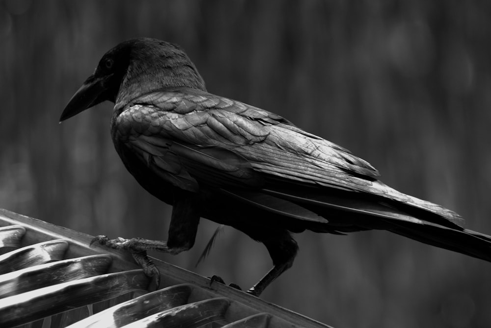 a black bird sitting on top of a palm leaf