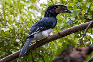 Trumpeter hornbill are often seen in camp at Albizia self catering tents in Hluhluwe