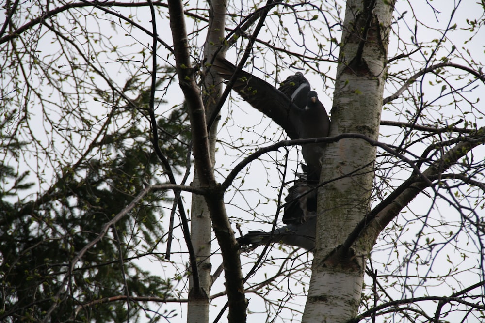 a black bird perched on top of a tree